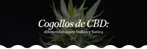 comprar cogollos cbd online marihuana legal