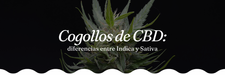 comprar cogollos cbd online marihuana legal