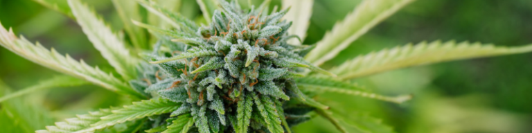 buy cbd flower online legal marijuana