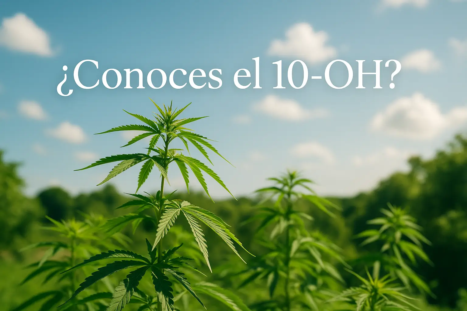 Marijuana plants