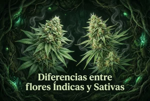 Diferencias entre flores Índicas y Sativas de la marihuana representadas con plantas de cannabis y cogollos diferenciados