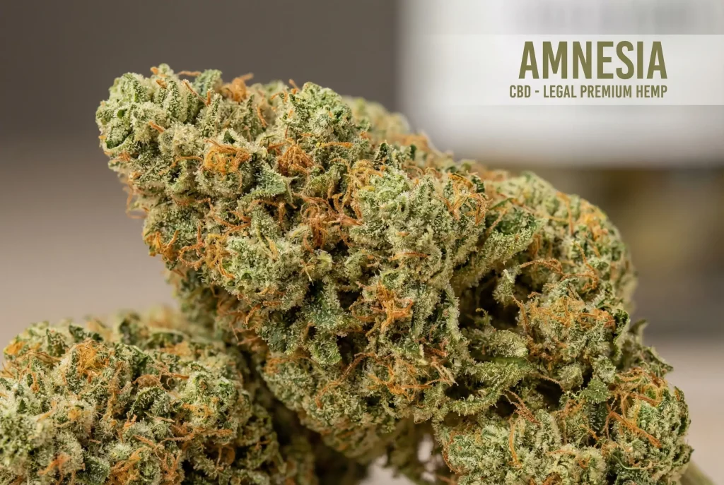 CBD Amnesia premium flower bud avec des trichomes visibles et des pistils orange, fleur de marijuana légale riche en CBD et faible en THC.