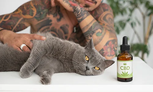 Cat with her owner and a bottle of CBD oil