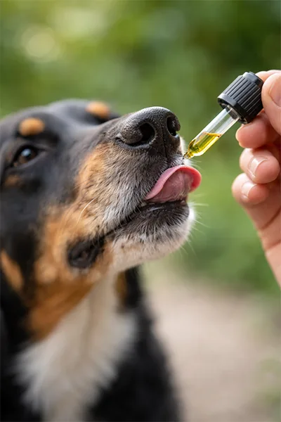 Dog licking the dropper with CBD oil