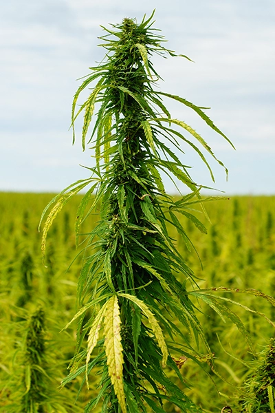 planta de cannabis legal CBD