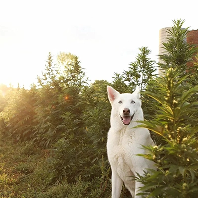 aceite de CBD para mascotas en rutina de bienestar diaria