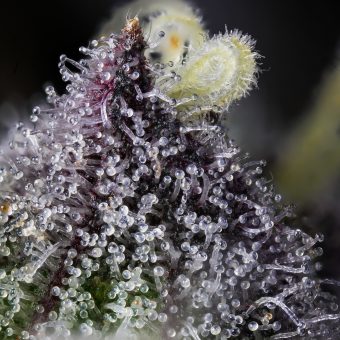 hachis-doble-cero-tricomas