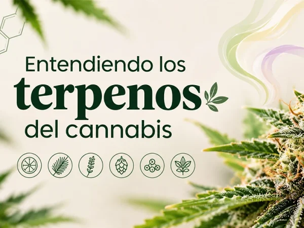 Cannabis terpenes that add personality and aromas