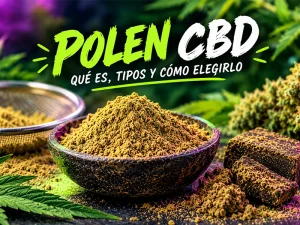 Polen CBD de color dorado junto a resina prensada y flores de cáñamo