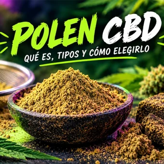 Polen CBD de color dorado junto a resina prensada y flores de cáñamo